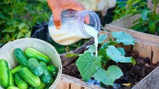 Cucumbers gone wild, Cucumbers are growing like crazy since I gave them this liquid