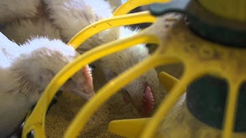 VAL-CO - Efficiently feeding and watering broiler chickens (Broiler Chickens at approx 4wks)