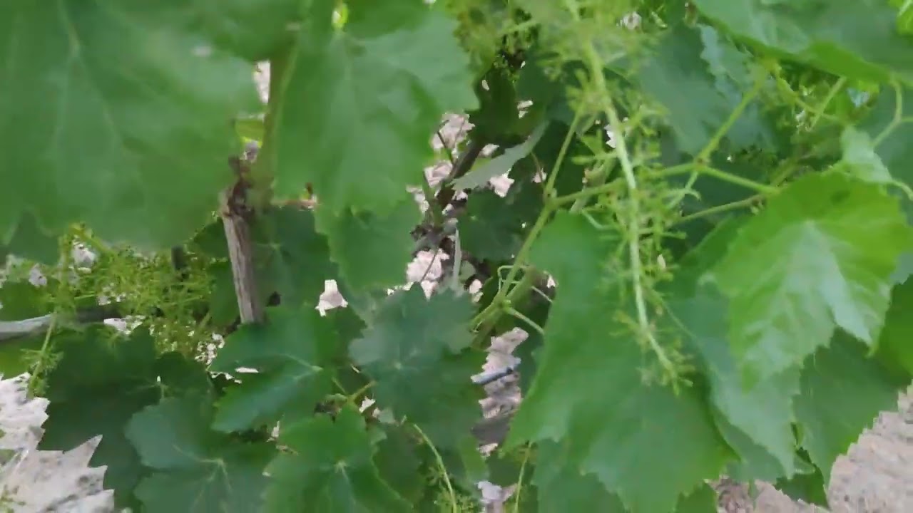 مرحلة التزهير في العنب البناتي وأهم الآفات التي تصيب المحصول وقت التزهير والعقد 👌مهم جدااا👌