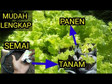 Video: Tanaman selada: varietas, budidaya, sifat bermanfaat