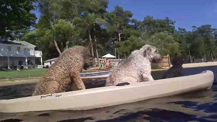 Kanine kayaking!!!