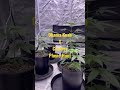 Home grown cannabis #growtent #growing #indoorplants