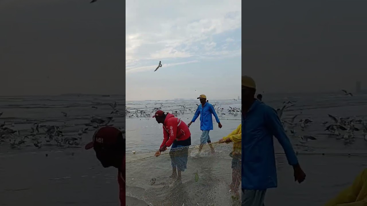 Seagull Partying in Karachi 