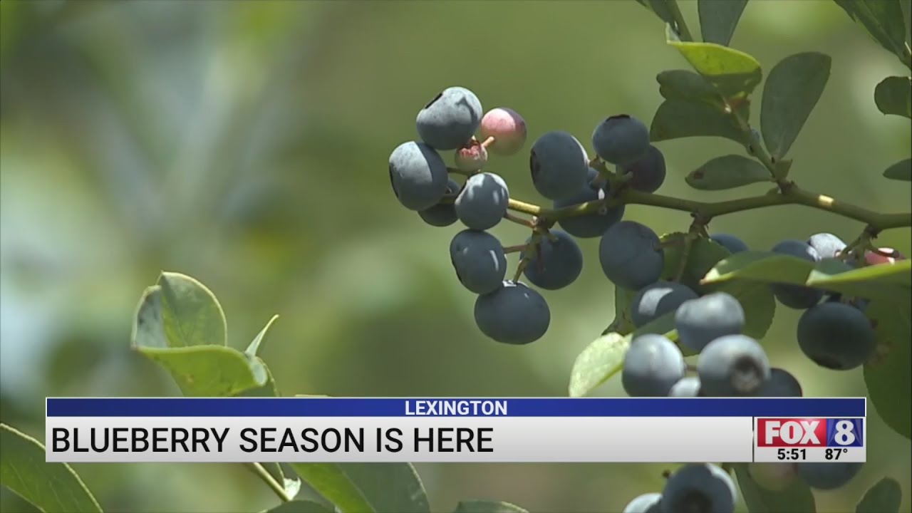 Local blueberry farm sees success after rain YouTube