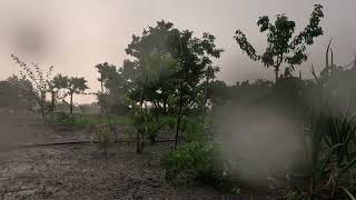 Peaceful Summer Thunderstorm 🌧️ Natural Rain, Wind & Thunder Sounds for Sleep