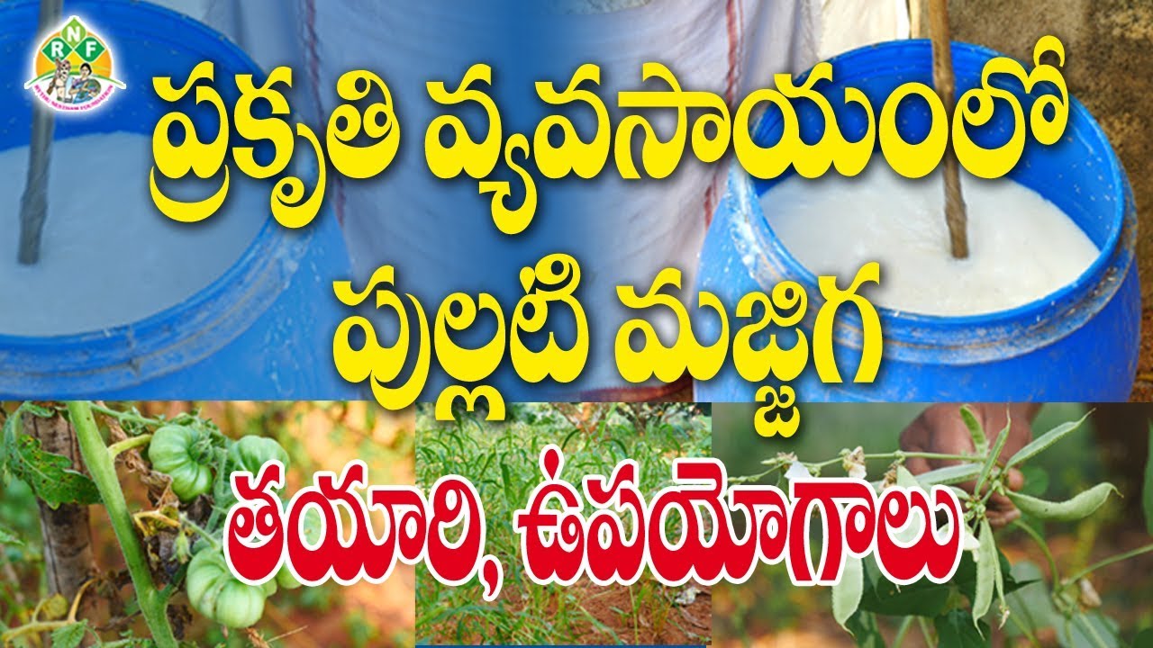 ప్రకృతి వ్యవసాయంలో పుల్లటి మజ్జిగ తయారీ విధానం, ఉపయోగాలు || రైతు మెట్టు లక్ష్మీ గణేశ్ || RNF