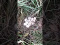 NIDO Y HUEVOS DE PATOS SILVESTRES