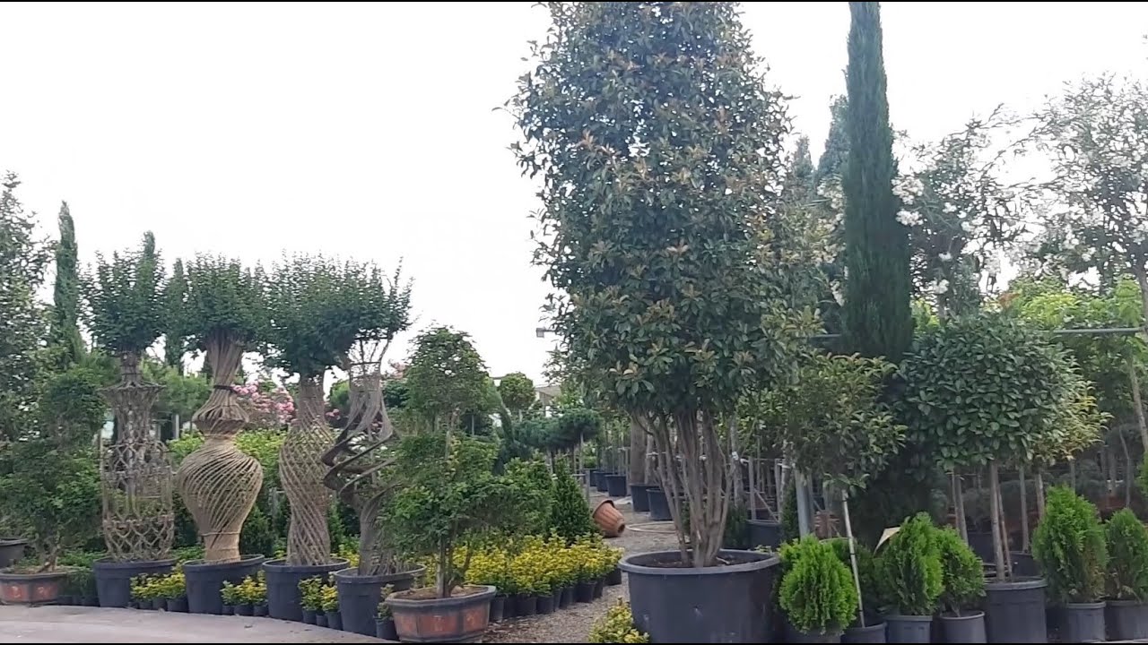 تعالوا معي جولة في احلى واكبر مشتل للزرع والزهور في اربيل/مشاتل الزرع #اكسبلور _جولاتي#تريند