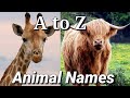 A to Z Animals || Alphabet Animal Names || Animal Names with Alphabet || A to Z Animals Names || YAA