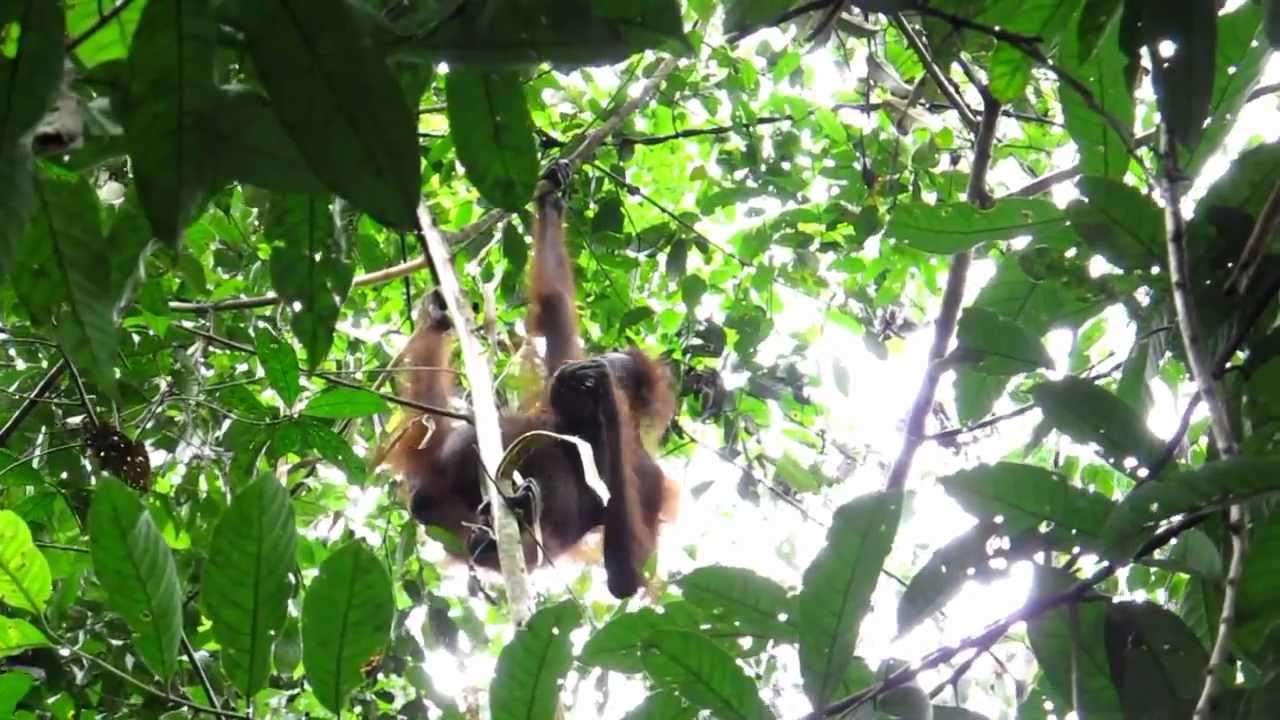 Ragam Unik Borneo Ragam Unik Borneo