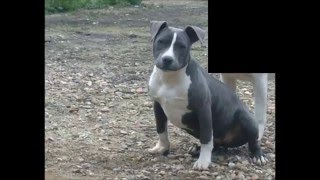 Crecimiento American Staffordshire Blue |