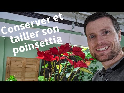 Vidéo: Poinsettia : Soins Indispensables à La Floraison