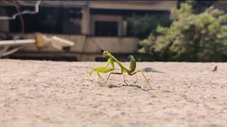 mantis dancing in marathi song