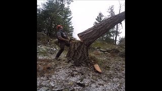 TREE FELLING , DONT COMPLICATE IT