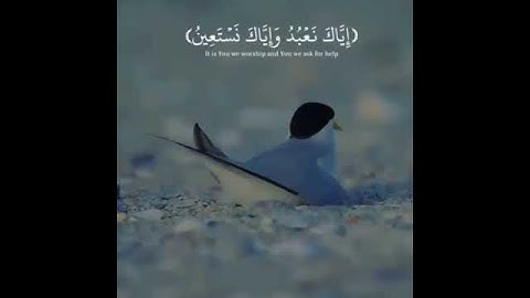 #Allah #quran #islam 💜  سورة الفاتحة بصوت الشيخ رعد الكردي 💜 سبسکرايب القناتي 💜