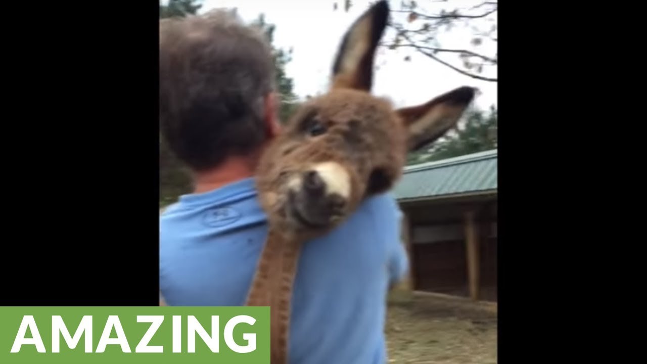 videos for cats Watch this man preciously cuddles a foal in his arms!