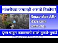 मांजरीच्या जगातही असतो त्रिकोण?।cat love