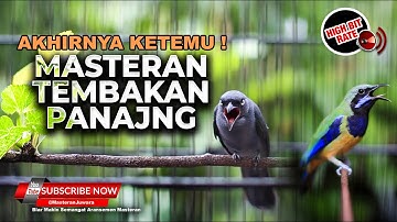 🔴 Masteran Panjang Panjang Tembakan Cucak Cungkok Kunti vs Srigunting Abu Abu Cililin Greja Ngekek