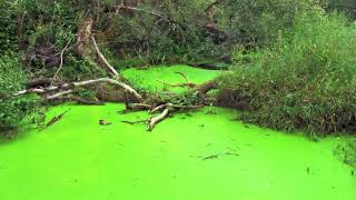 Seeing algae in a house