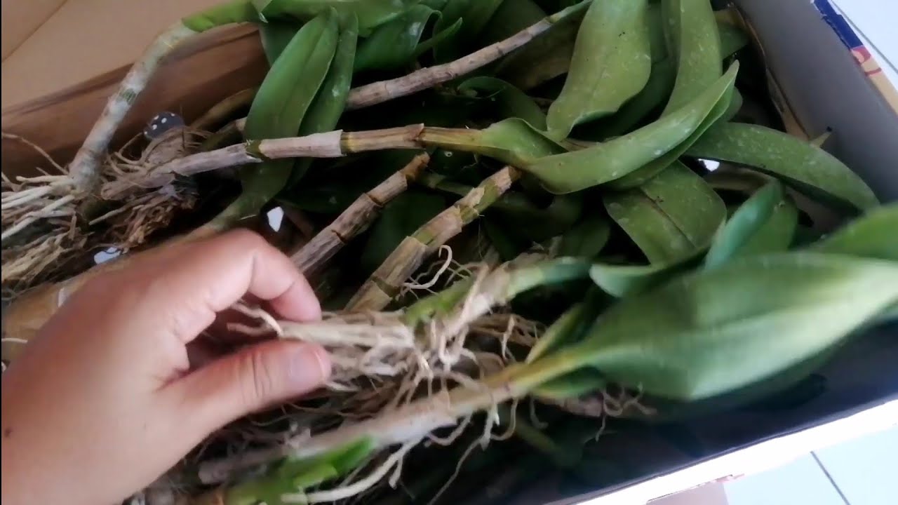 We Buy Orchids online / Proof of Received / Legit