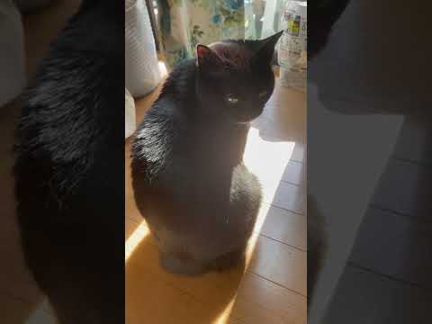 まったり日向ぼっこ【ちー】#shorts #日本猫 #黒猫