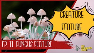 The Secret Life of Fungi (Creature Feature Series)