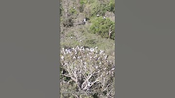 Mùa chim về rừng Lò Gò Xa Mát - Tây Ninh #shorts