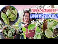 WHAT IS THE DIFFERENCES OF MANJULA, N'JOY AND MARBLE QUEEN POTHOS|POTHOS IDENTIFICATION GUIDE
