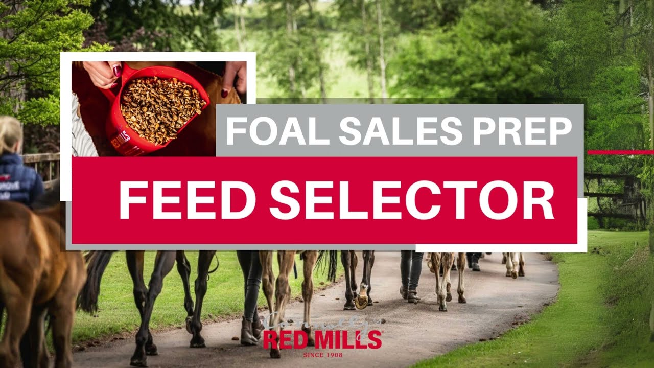 Feed Selector: Foal Sales Prep