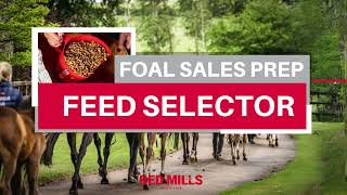 Feed Selector: Foal Sales Prep