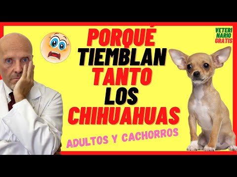 Video: ¿Por qué a los perros les gusta las frotaciones del vientre?