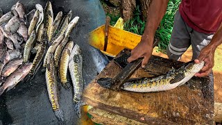 50Kg Amazing Daily Live Murrel Fish Cutting Skills Fastest Big Murrel Fish Cutting In World