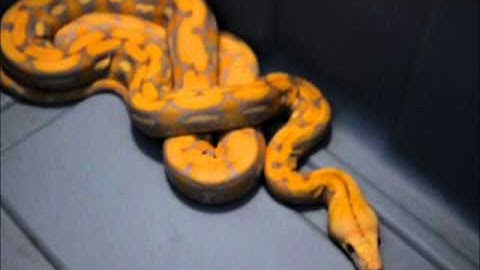 Male Purple Albino Tiger Reticulated Python