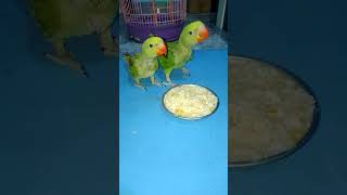 Baby parrot eat Daal Bhat(Rice)