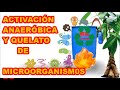 BIOFERTILIZANTE (ACTIVACIÓN ANAERÓBICA) DE MICRORGANISMOS DE MONTAÑA, 🦠🦠🦠 TALLER COMPLETO