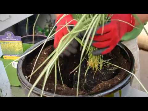 How to Design a Container Garden