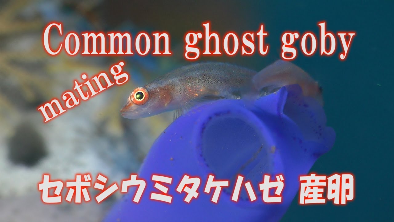 産卵シーン　セボシウミタケハゼ　Common ghost goby　Toothy goby