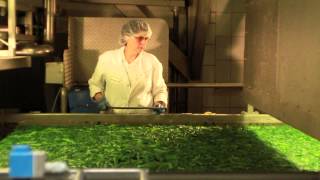 Spinat, Nicht Nur Für Kinder Wertvoll Und Lecker