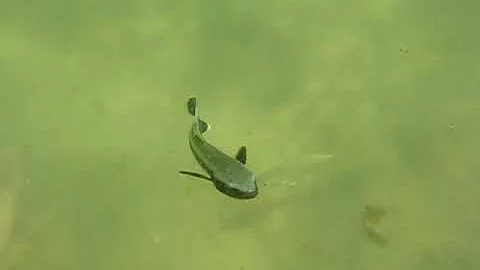 Fish in the surf