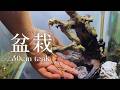盆栽流木レイアウトをリベンジ立ち上げします！！　＃アクアリウム