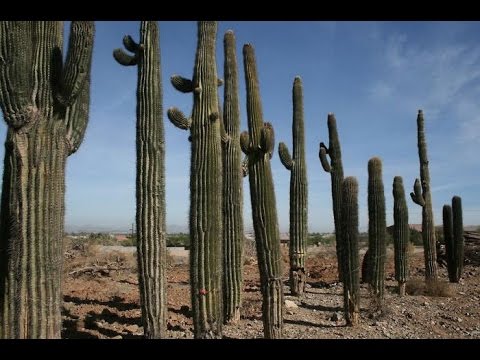 Video: Гигант Сагуаро кактусы: сүрөт, өсүү чөйрөсү, кызыктуу фактылар