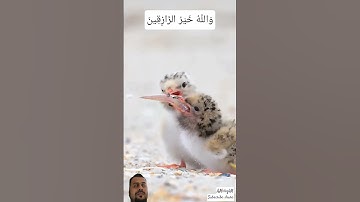 🔑 Key to Paradise – Surah Al-Ikhlās #سورة_الإخلاص #egzonibrahimi #ikhlas #quran #birds #shortvideo