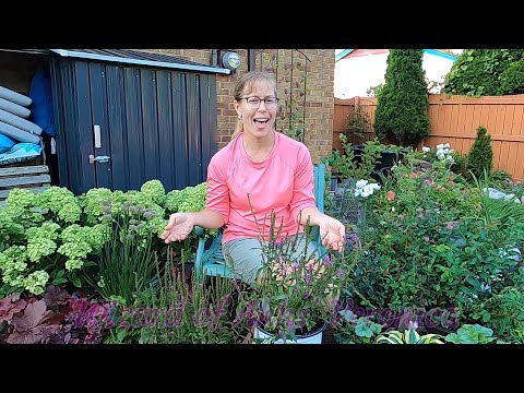 วีดีโอ: Mukdenia Plant Care - เคล็ดลับในการปลูกพืช Mukdenia ในสวน