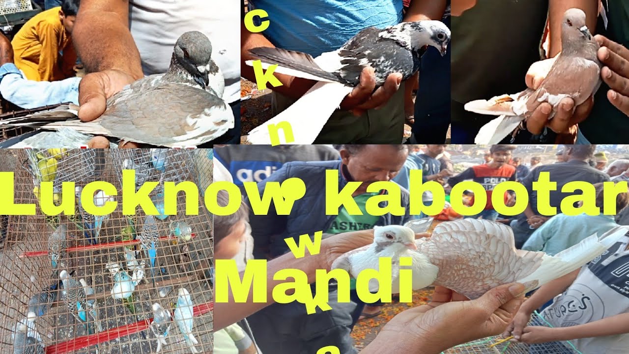 Lucknow kabootar Bazaar new video today 28/7/24 Lucknow kabootar Mandi