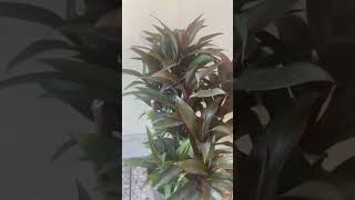 My Beautiful Home Garden | Cordyline plant | viral shortsvideo viralvideo grafting gardening