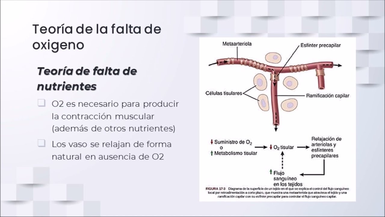 fisiolog-a-circulatoria-control-local-y-humoral-de-la-circulaci-n