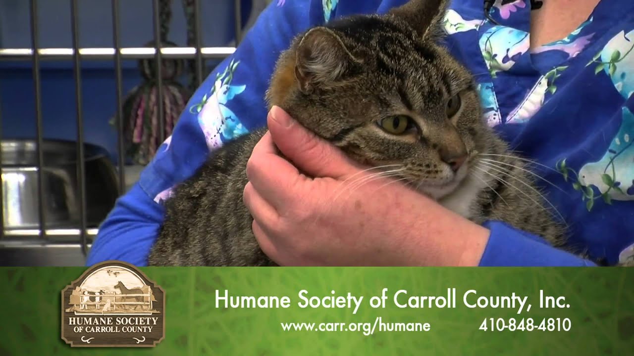 Best Pals Pet of the Week 01/15/14 YouTube