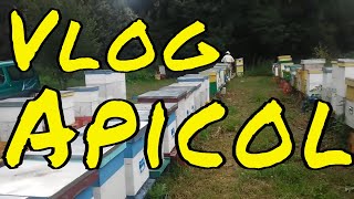 Primii Pasi In Apicultura - Bee Vlog