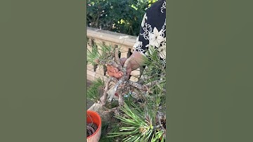 How to Bend and Break a Branch for your Bonsai Design #bonsai #bonsaitree #tips #plants #shorts