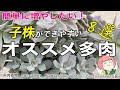 125【多肉植物】我が家の子だくさん多肉8選!初心者・多肉を簡単に増やしたい方必見!